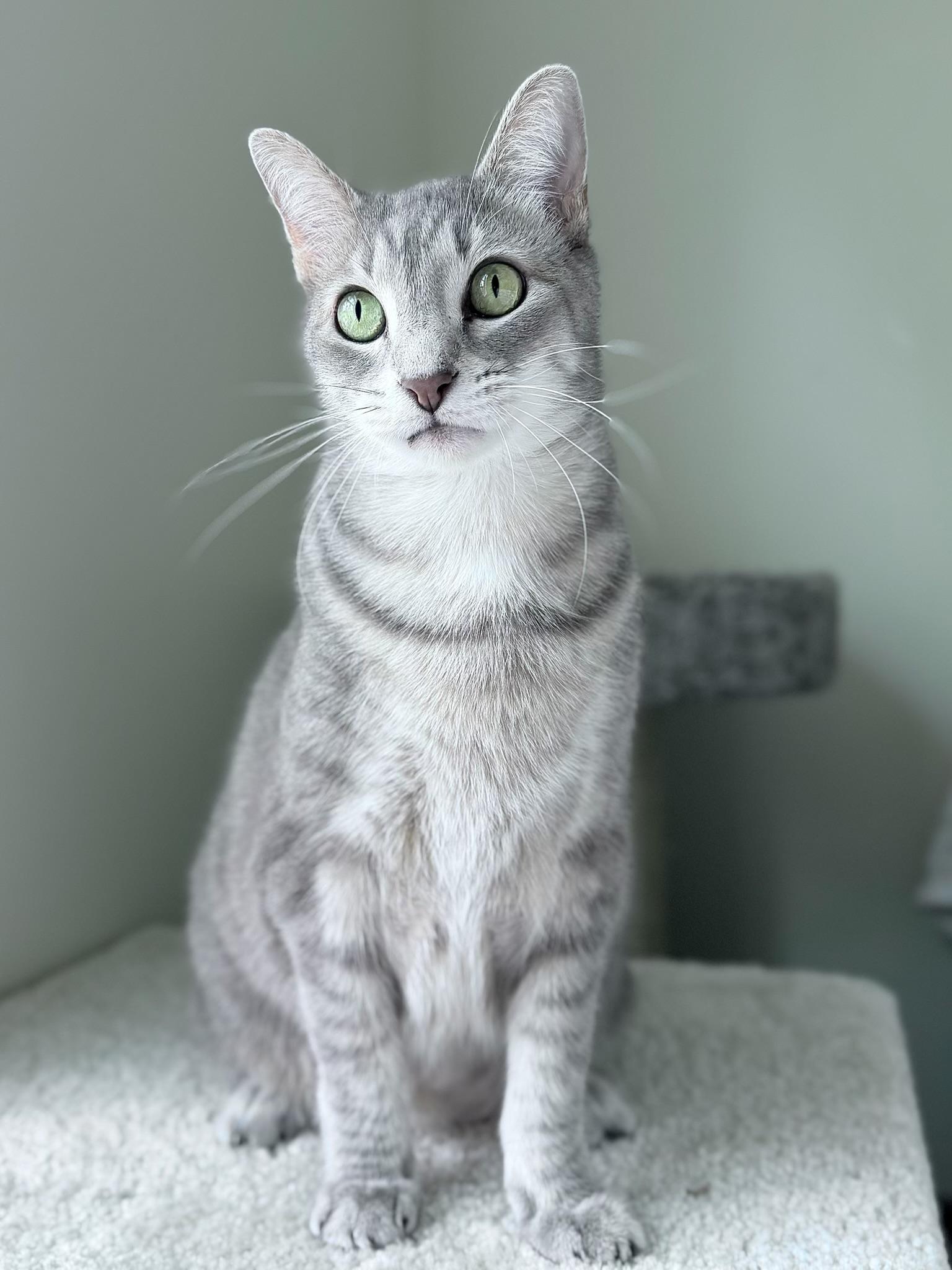 Enlarge Luigi, an adopted Domestic Short Hair in Palm Coast, FL image 6/6