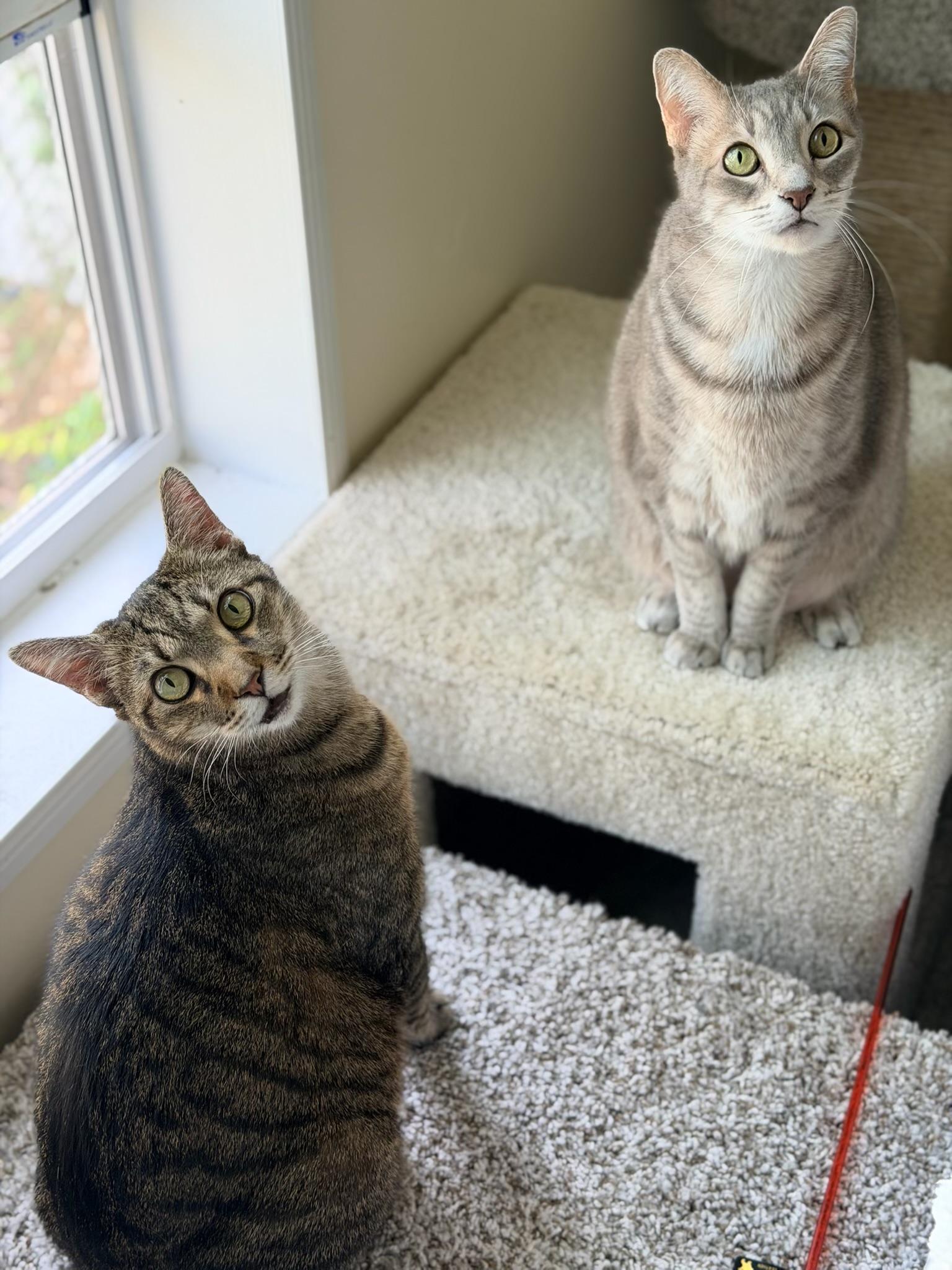 Enlarge Luigi, an adopted Domestic Short Hair in Palm Coast, FL image 5/6