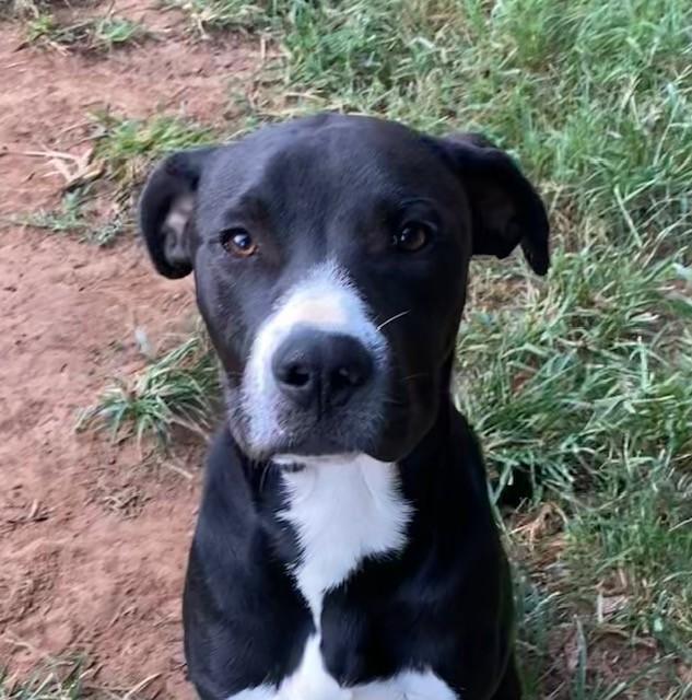 Jerry Glen, ADOPTABLE, Young Male Black Labrador Retriever & Great Dane.