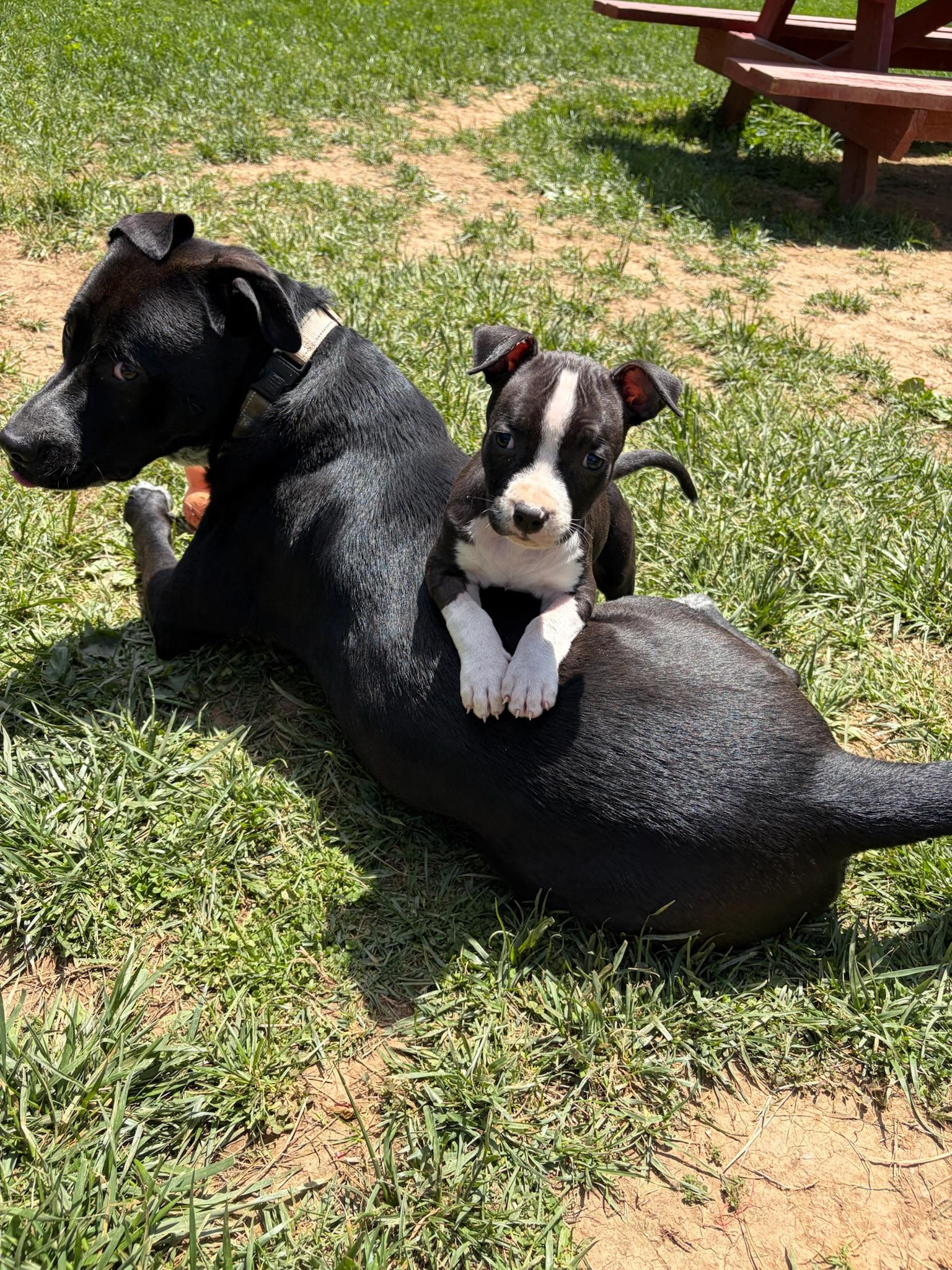 Rebel, Adoptable, Puppy Male Pit Bull Terrier.