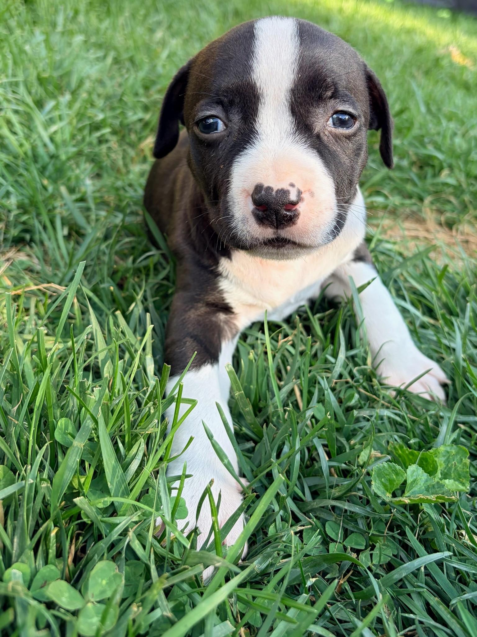 Rebel, a Adoptable Pit Bull Terrier in Alexandria, VA image 2/6