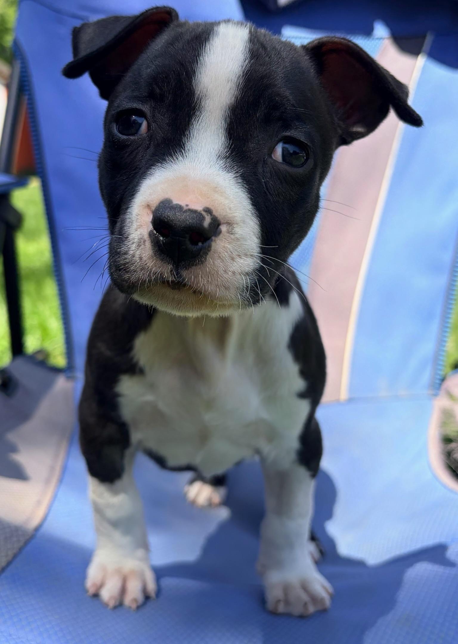 Rebel, a Adoptable Pit Bull Terrier in Alexandria, VA image 3/6