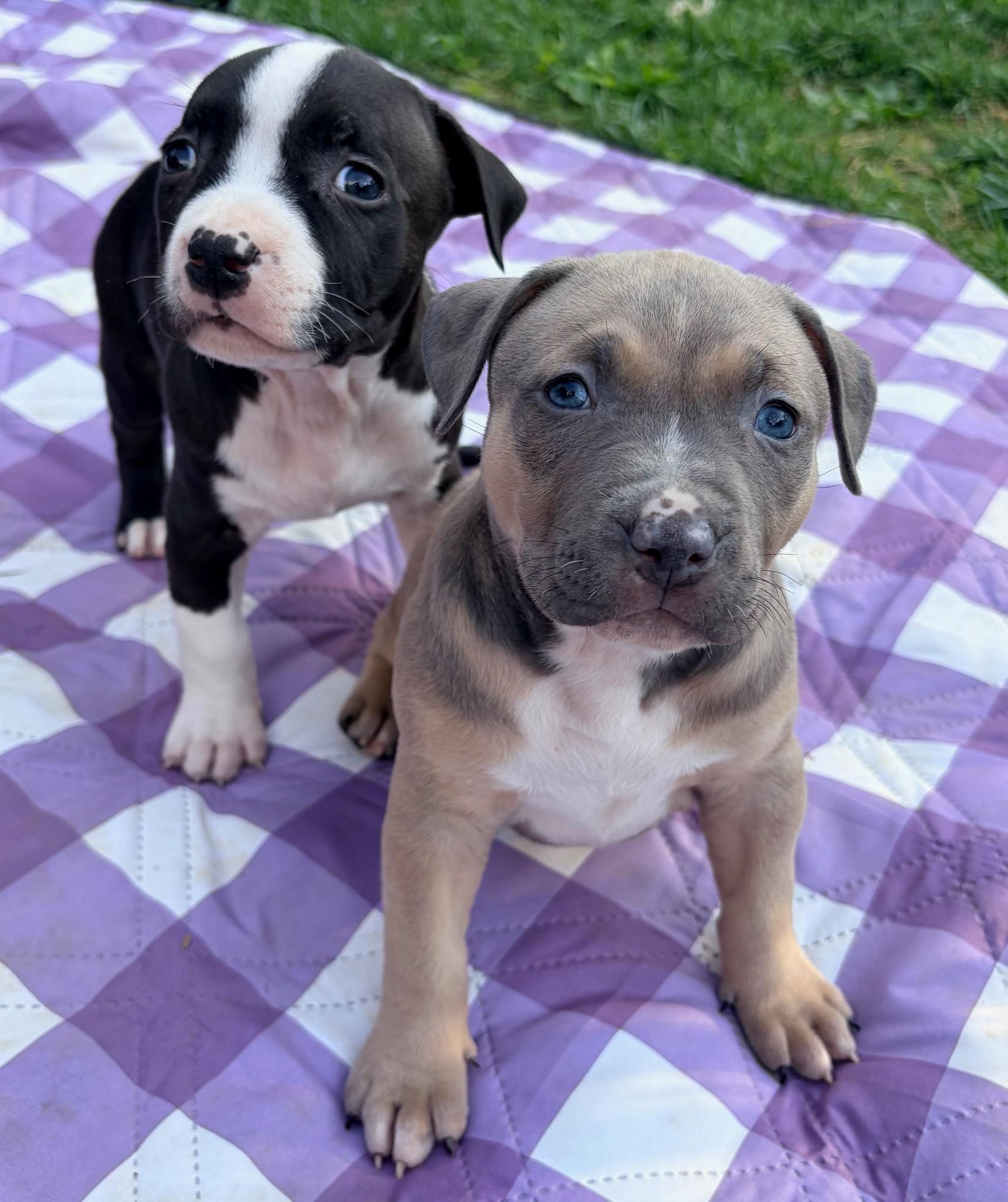 Rebel, a Adoptable Pit Bull Terrier in Alexandria, VA image 5/6