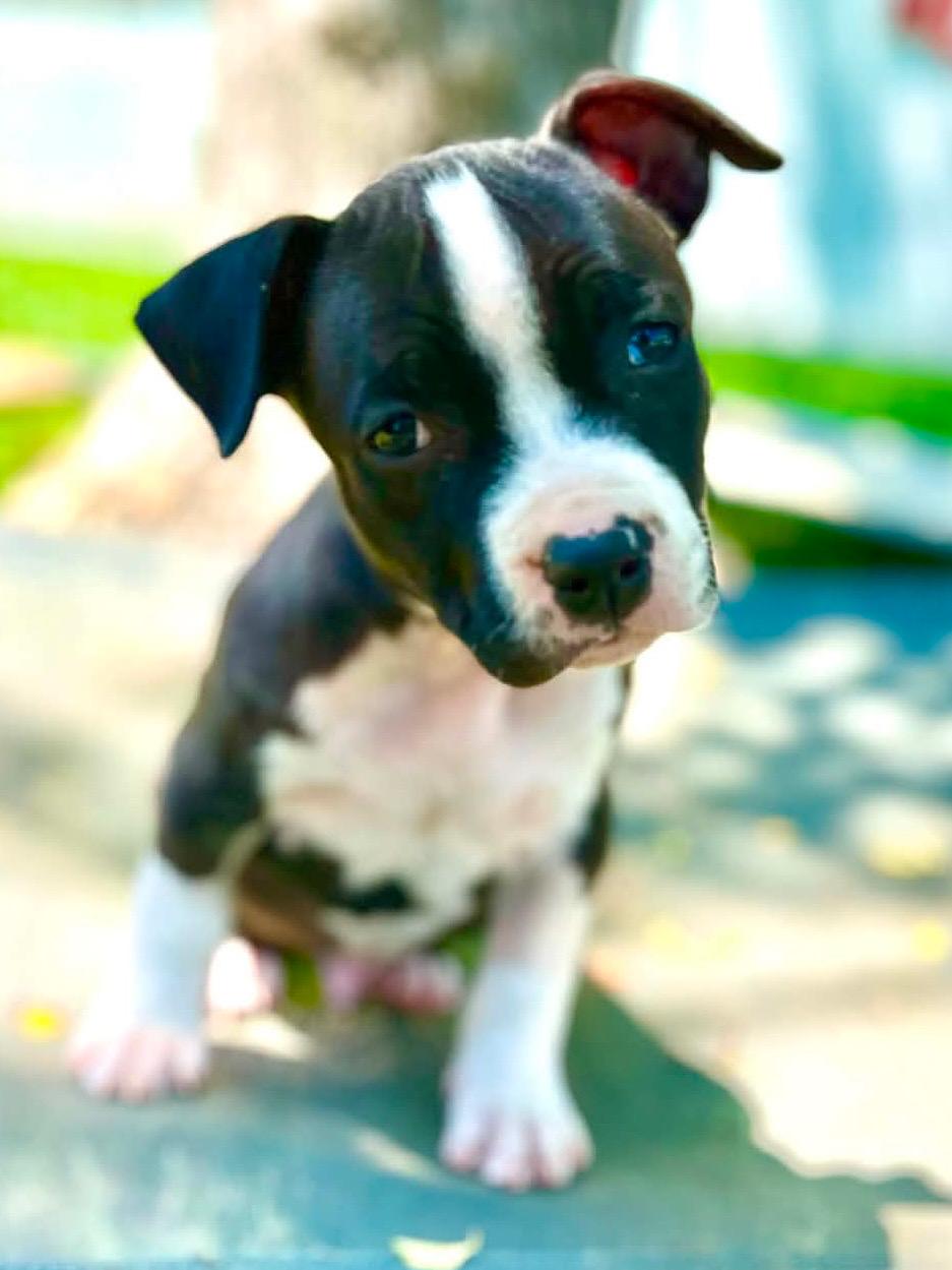 Rebel, a Adoptable Pit Bull Terrier in Alexandria, VA image 6/6