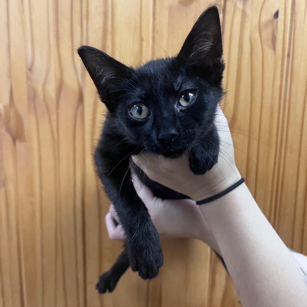 Rey, Adoptable, Kitten Female Domestic Short Hair.