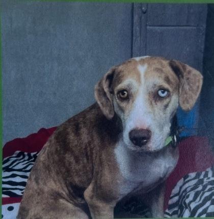 Enlarge Momma Colorado - 3, a Adoptable mixed breed in Daytona Beach, FL image 1/1