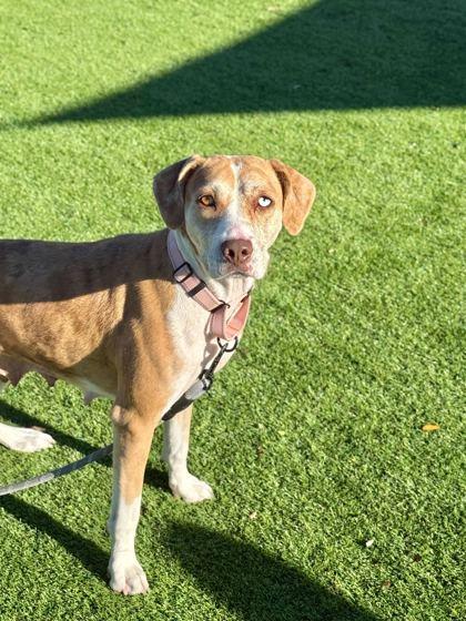 Momma Colorado - 3, Adoptable, Young Female Catahoula Leopard Dog & Mixed Breed.