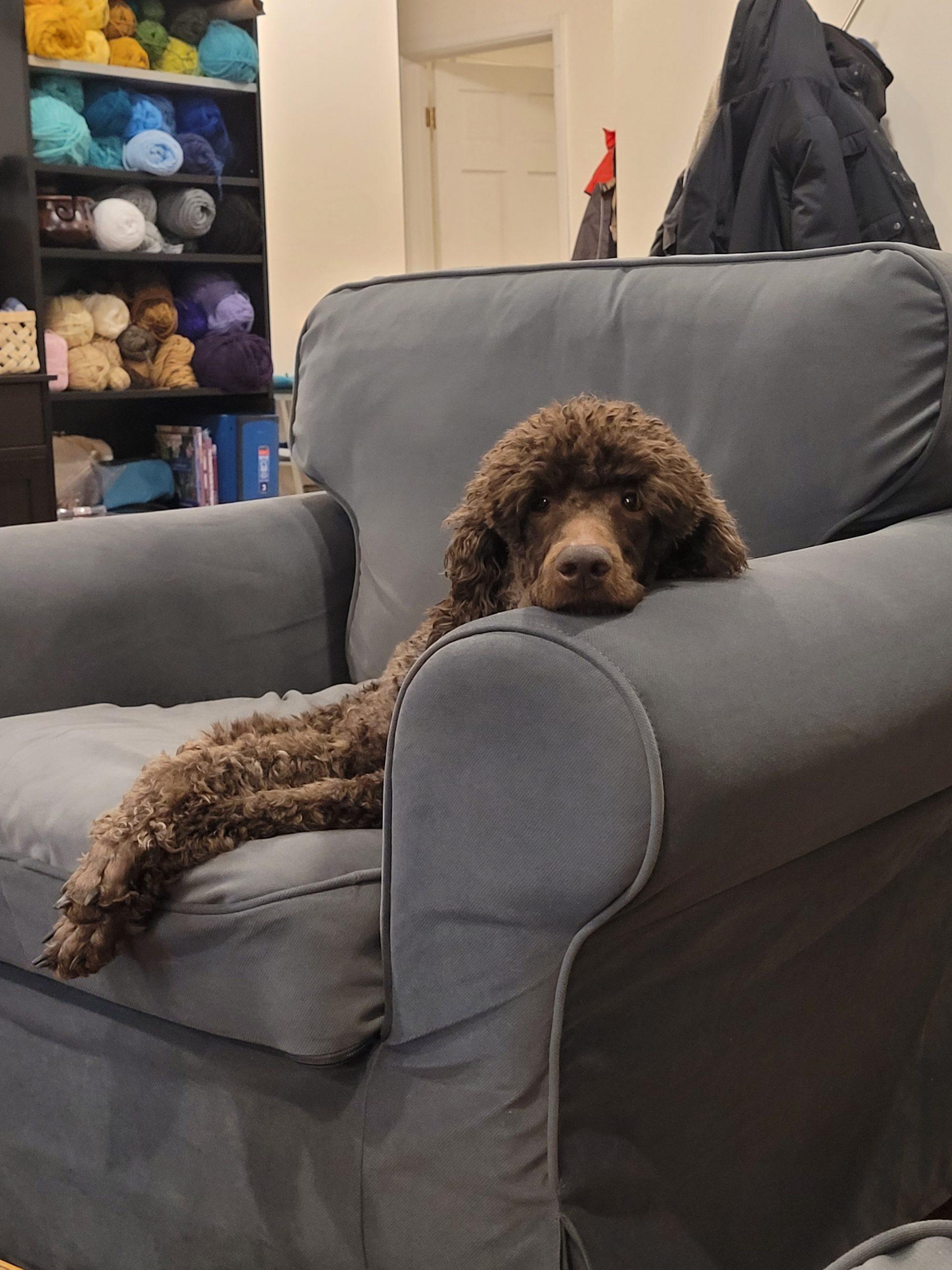 Missy , a ADOPTABLE Standard Poodle in Cambridge, ON image 3/3