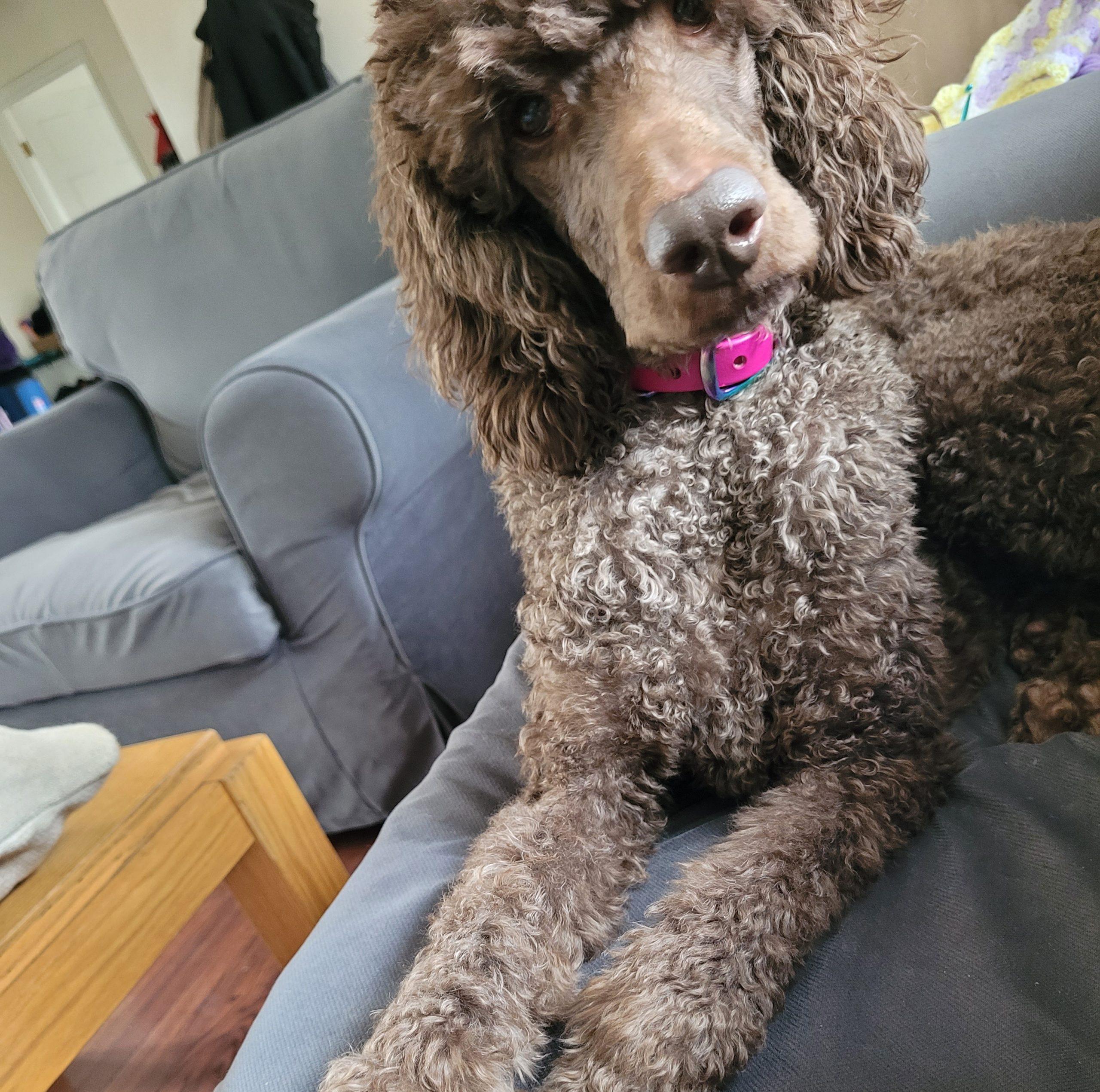 Missy , a ADOPTABLE Standard Poodle in Cambridge, ON image 2/3