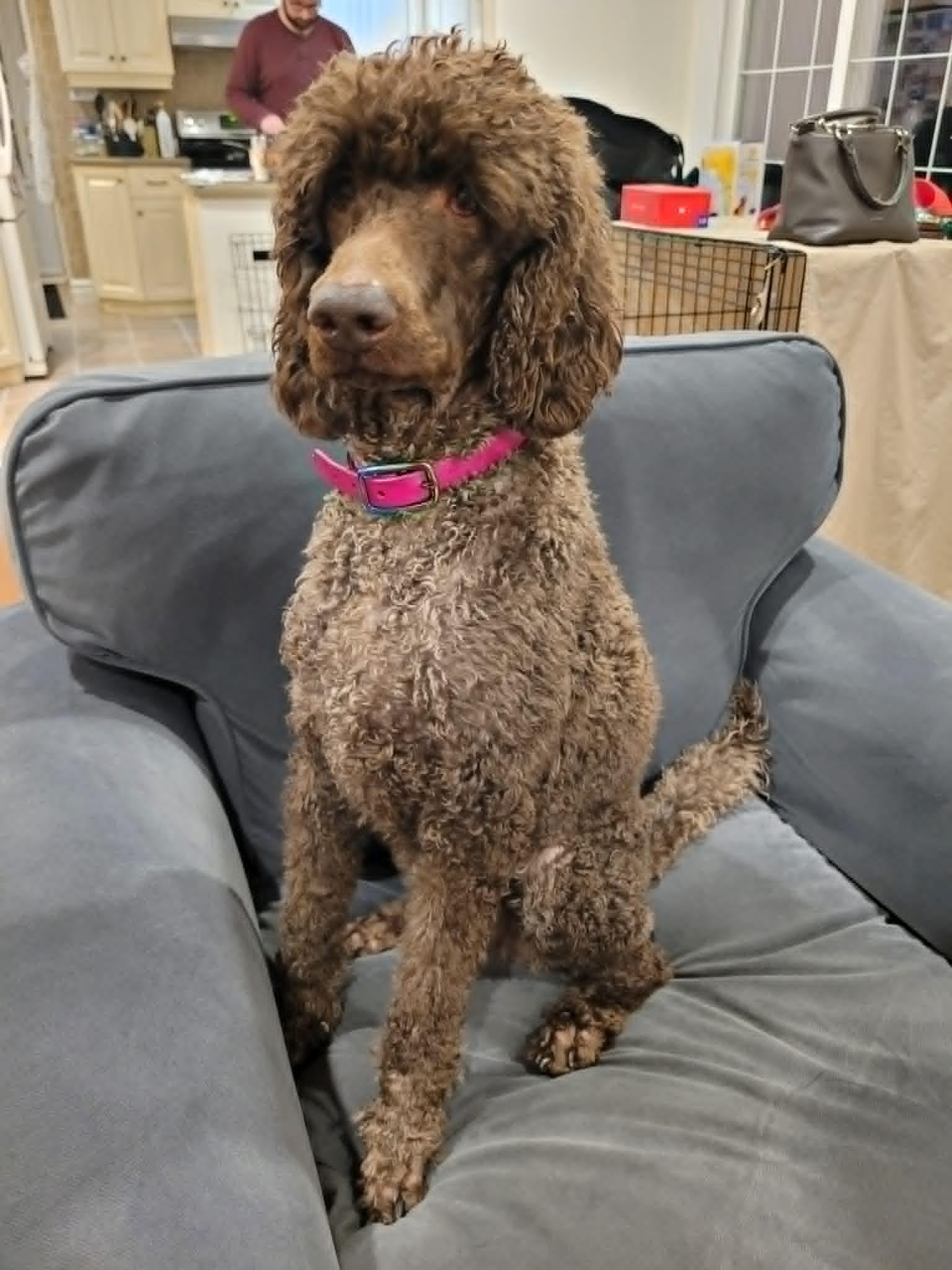 Missy , ADOPTABLE, Adult Female Standard Poodle.