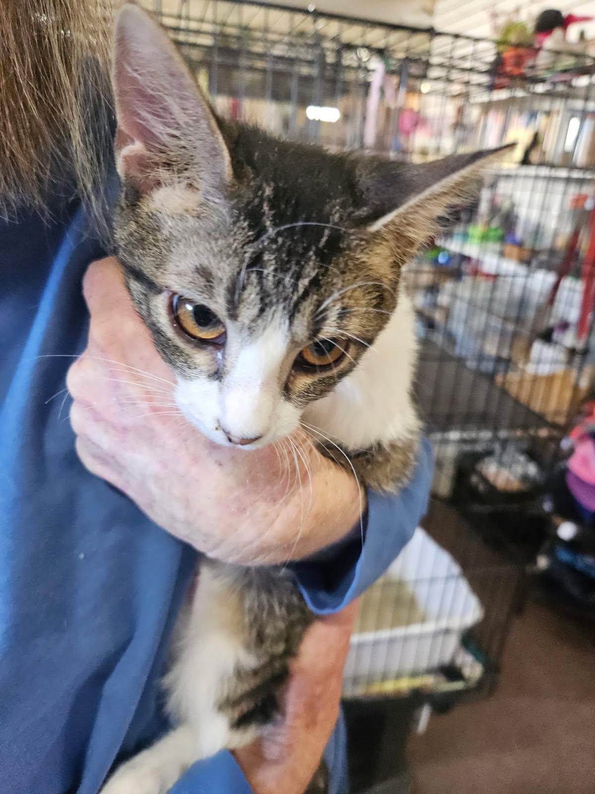 Enlarge Holly, an adopted Domestic Short Hair in Alpine, TX image 2/3