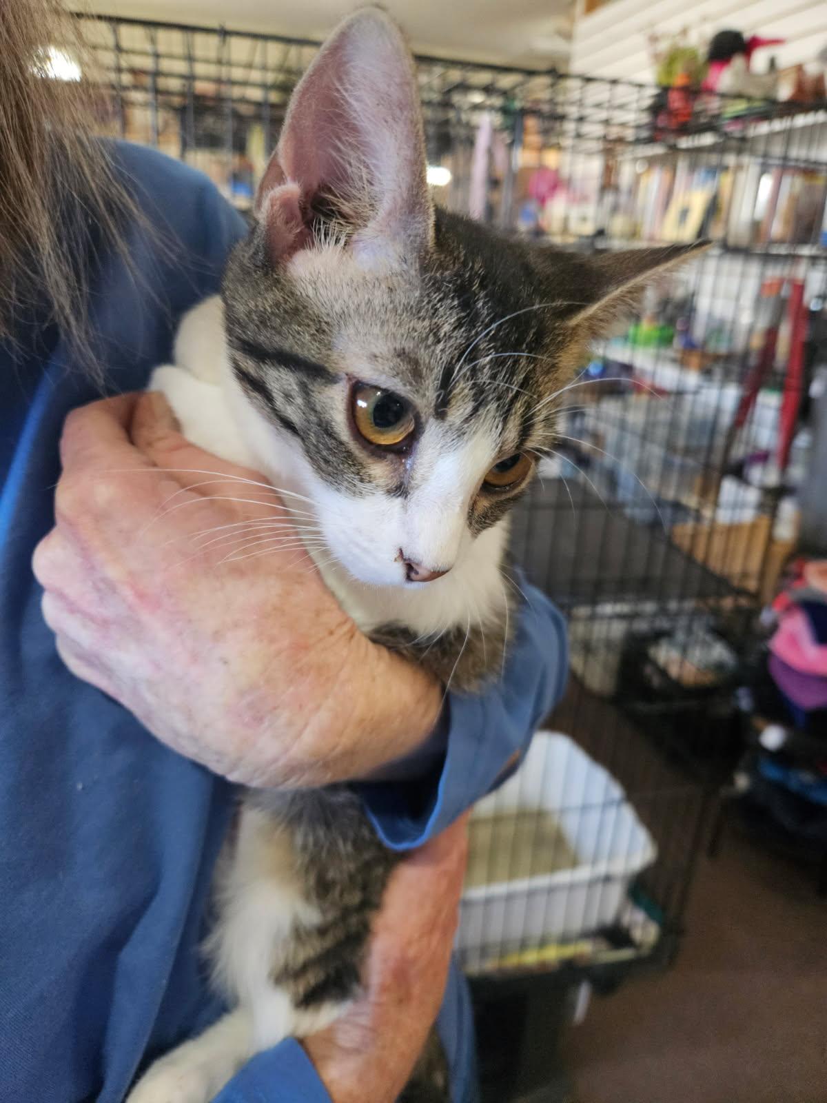 Enlarge Holly, an adopted Domestic Short Hair in Alpine, TX image 3/3