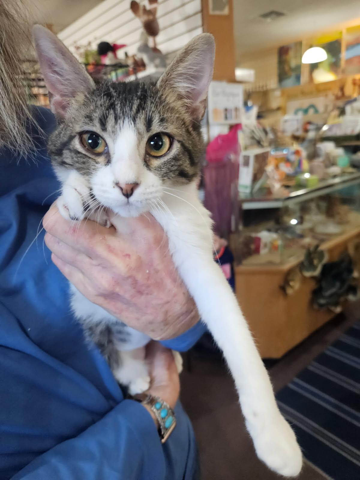 Enlarge Holly, an adopted Domestic Short Hair in Alpine, TX image 1/3