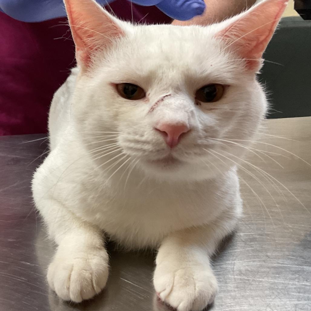 Enlarge Goose, a Adoptable Domestic Short Hair in Monroe, LA image 1/1