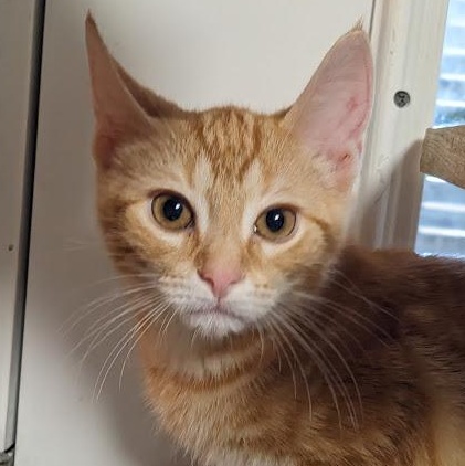 Kyanite "Kye", adopted, Kitten Male Tabby.