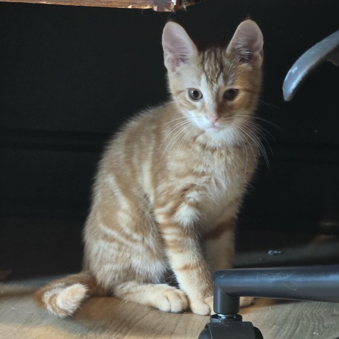 Enlarge Kyanite "Kye", an adopted Tabby in Knox, PA image 2/5