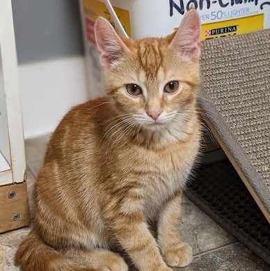 Enlarge Kyanite "Kye", an adopted Tabby in Knox, PA image 5/5