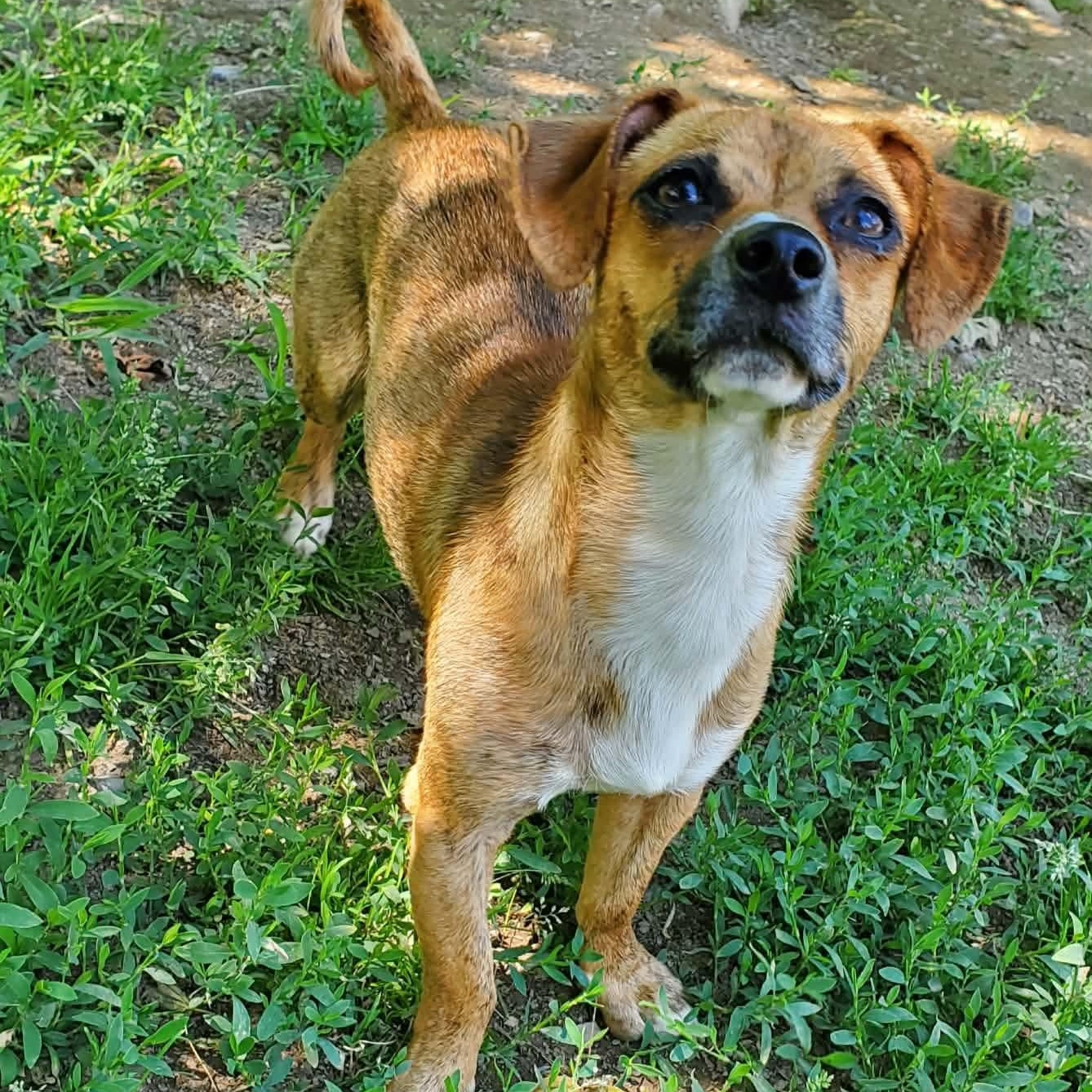 Ace , a Adoptable mixed breed in Argyle, NY image 1/6