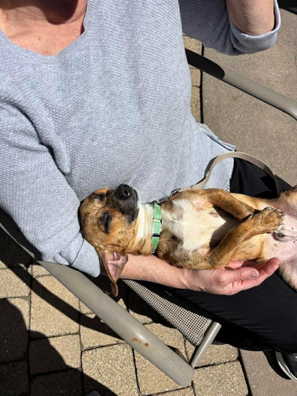 Ace , a Adoptable mixed breed in Argyle, NY image 5/6
