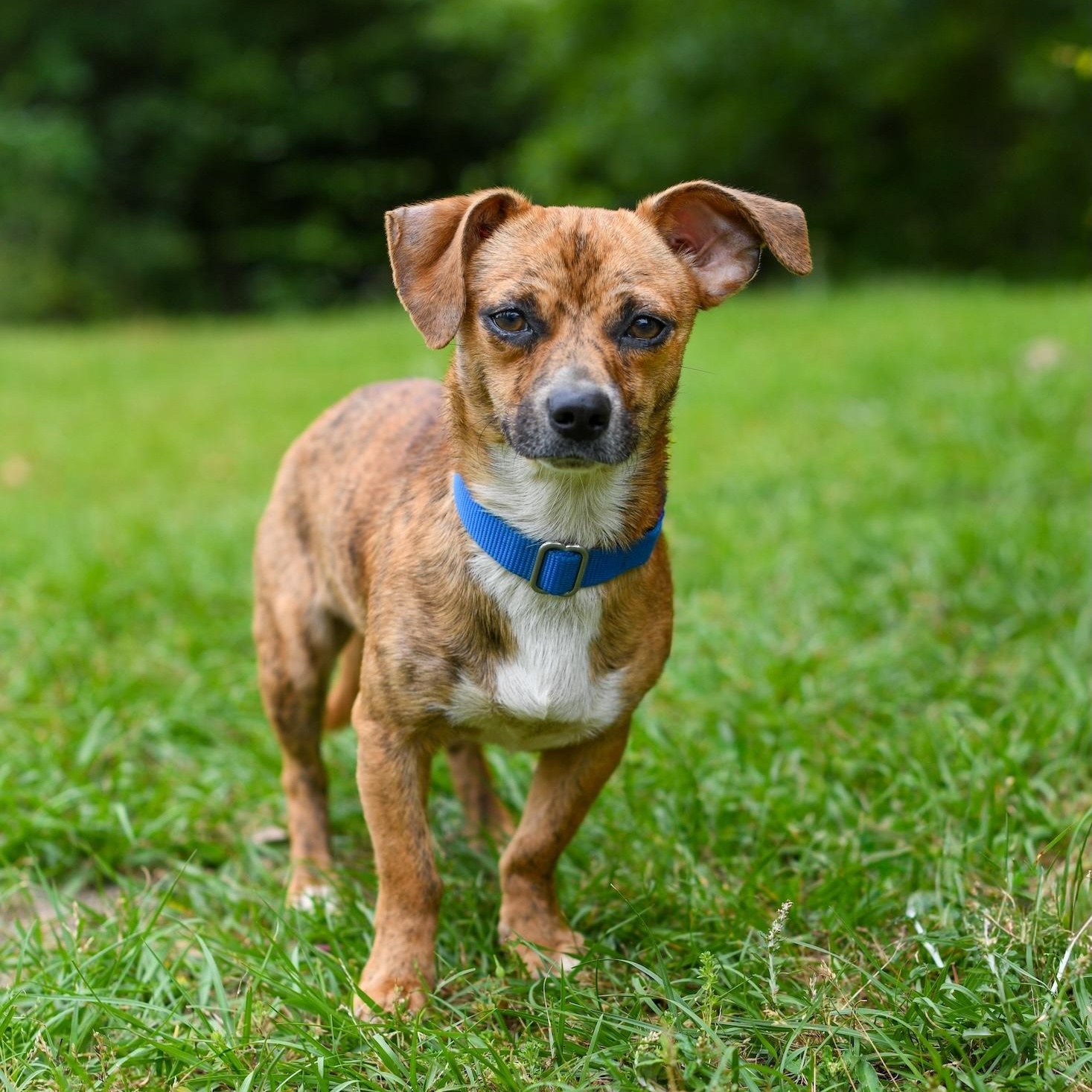 Ace , a Adoptable mixed breed in Argyle, NY image 2/6