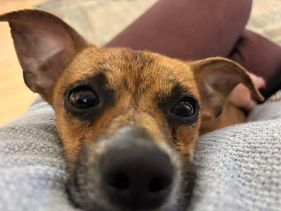 Ace , a Adoptable mixed breed in Argyle, NY image 4/6