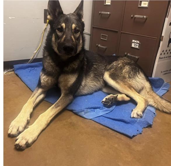 Enlarge Apollo, a Adoptable German Shepherd Dog in Loveland, CO image 5/6