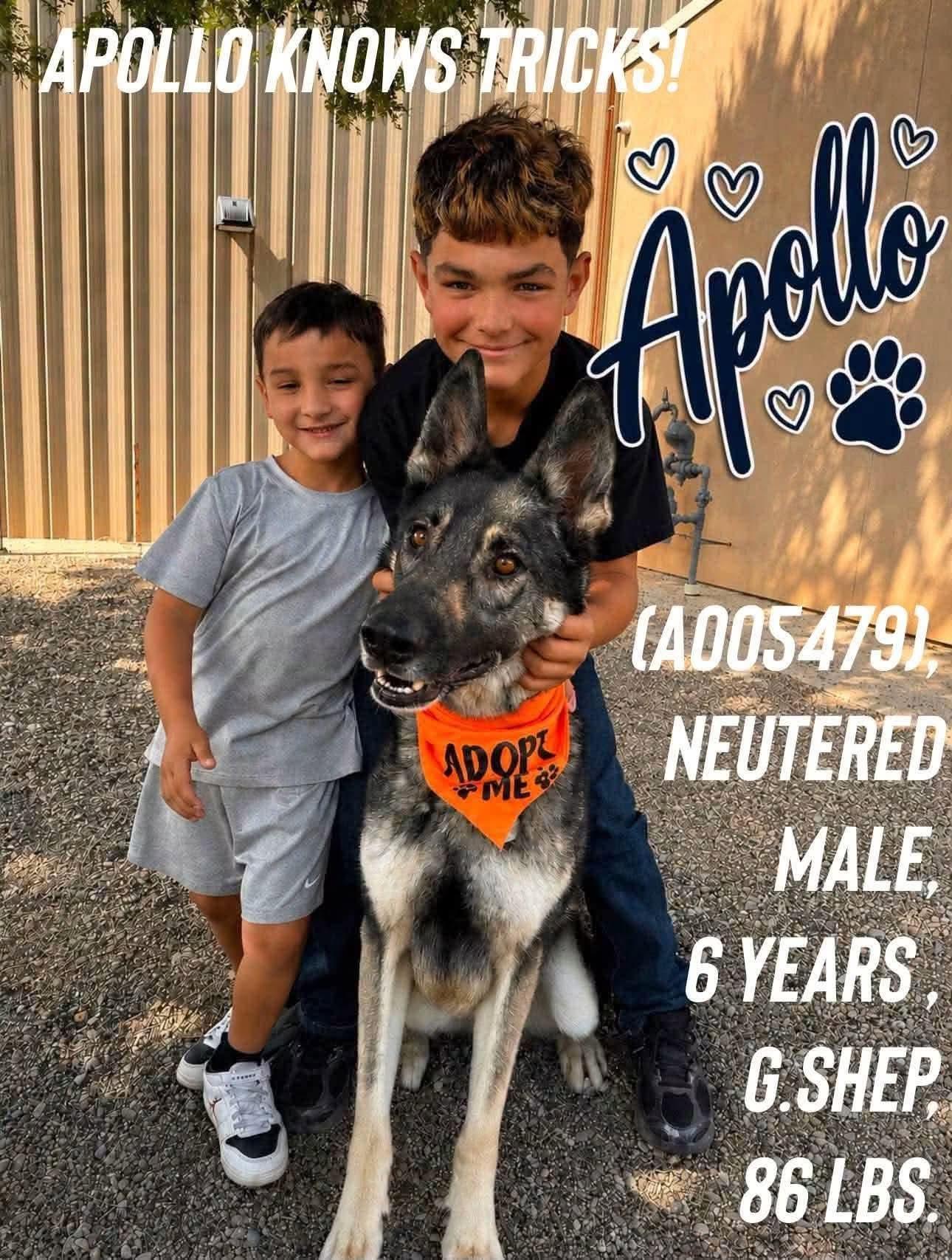 Enlarge Apollo, a Adoptable German Shepherd Dog in Loveland, CO image 3/6