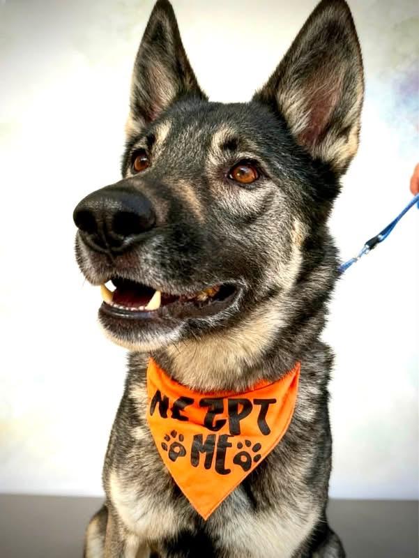 Apollo, Adoptable, Adult Male German Shepherd Dog.