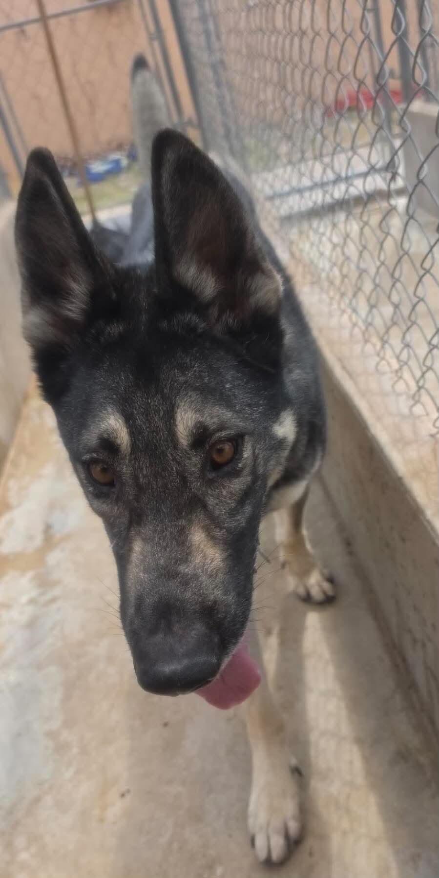 Enlarge Apollo, a Adoptable German Shepherd Dog in Loveland, CO image 6/6