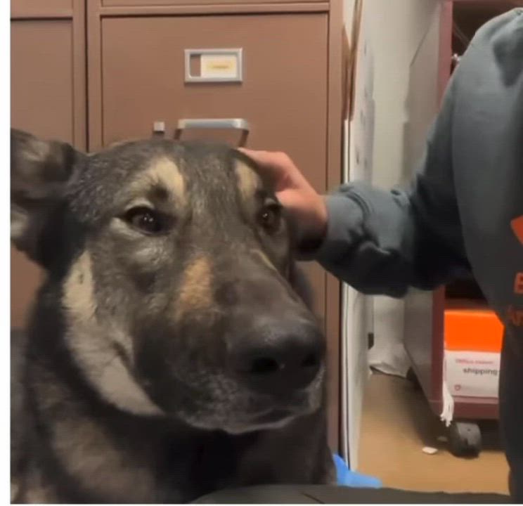 Enlarge Apollo, a Adoptable German Shepherd Dog in Loveland, CO video 2/6