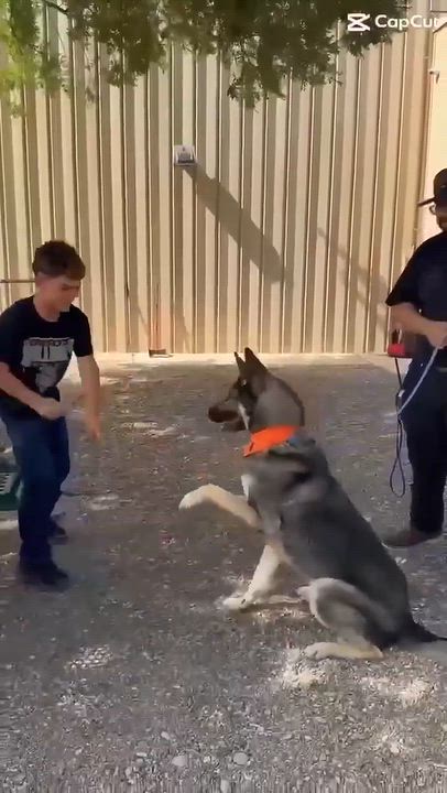 Enlarge Apollo, a Adoptable German Shepherd Dog in Loveland, CO video 4/6