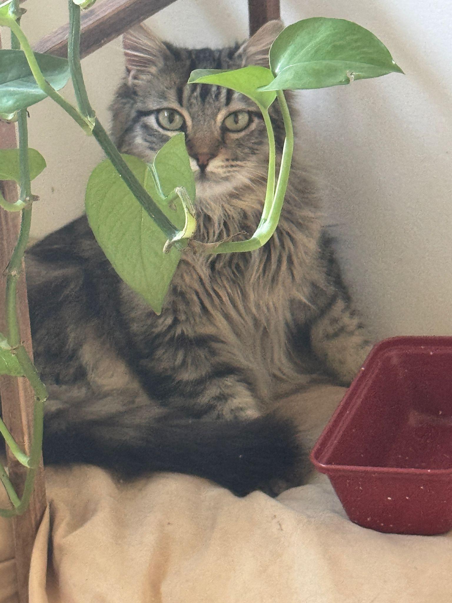 Biggie, Young Male unknown