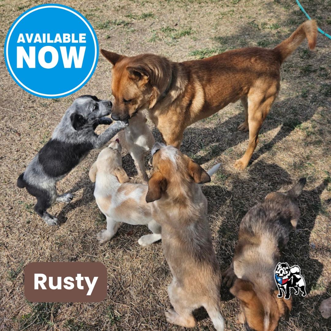 Rusty Redford, Adoptable, Young Male Chow Chow.