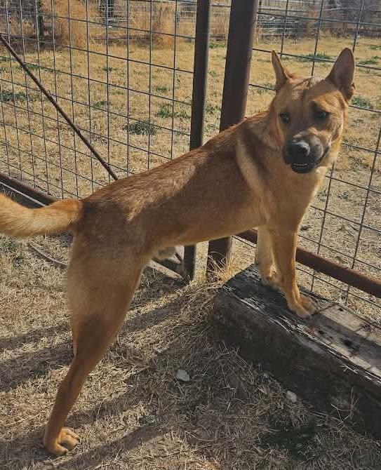 Enlarge Rusty Redford, a Adoptable Chow Chow in Houston, TX image 2/5