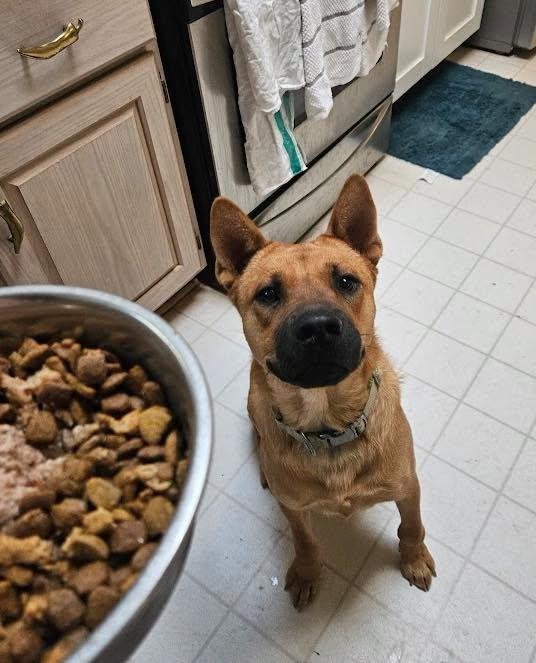 Enlarge Rusty Redford, a Adoptable Chow Chow in Houston, TX image 3/5