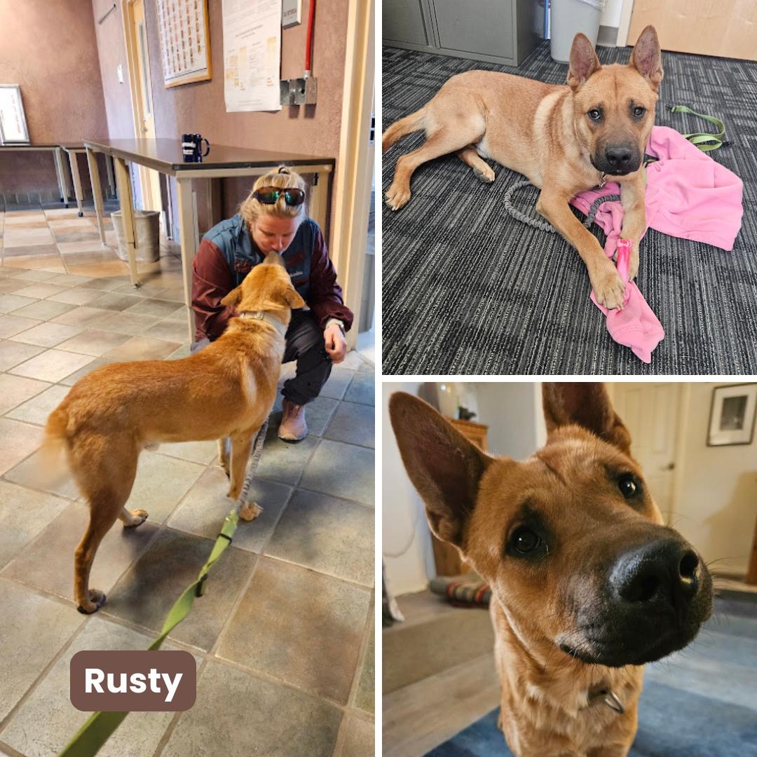 Enlarge Rusty Redford, a Adoptable Chow Chow in Houston, TX image 2/3