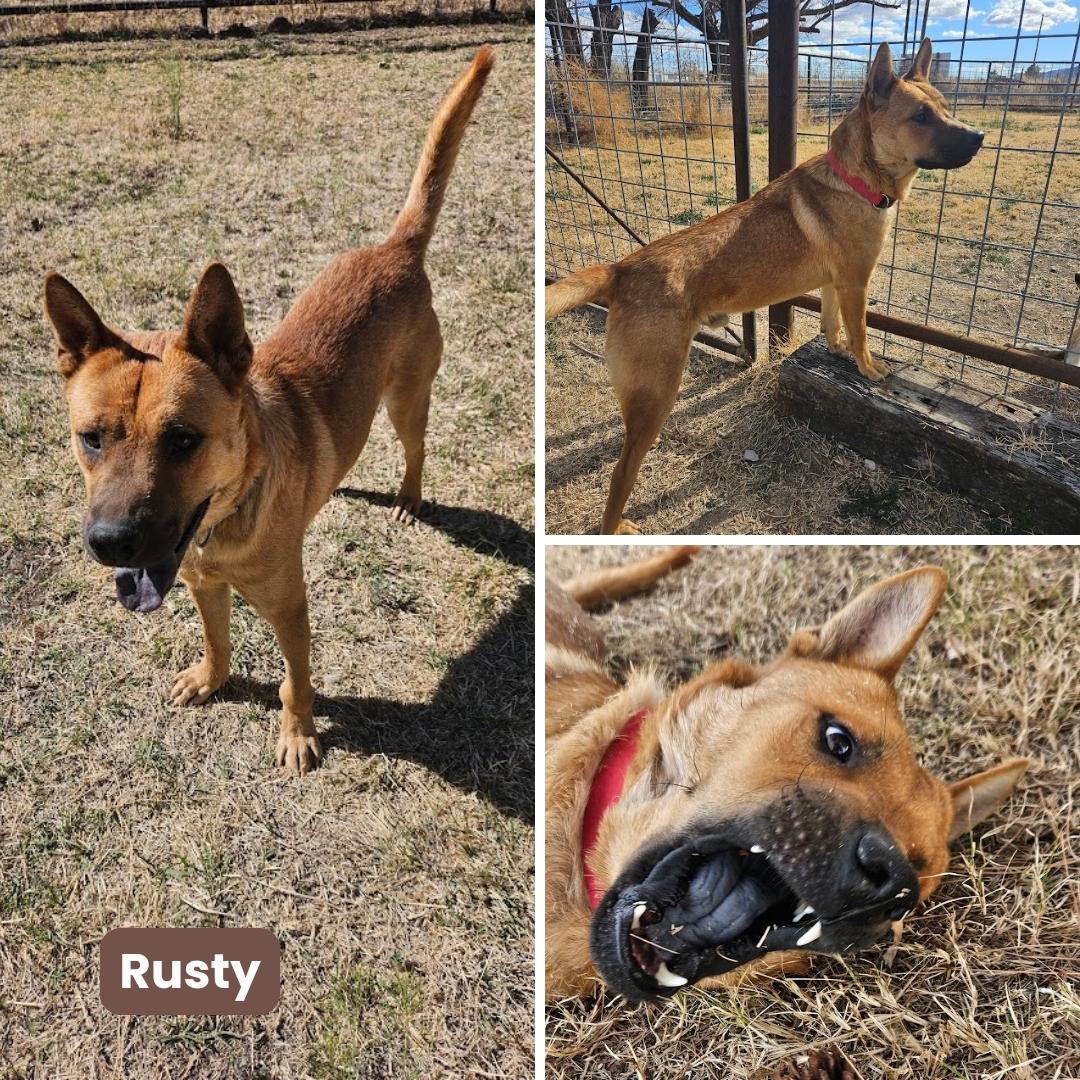 Enlarge Rusty Redford, a Adoptable Chow Chow in Houston, TX image 3/3