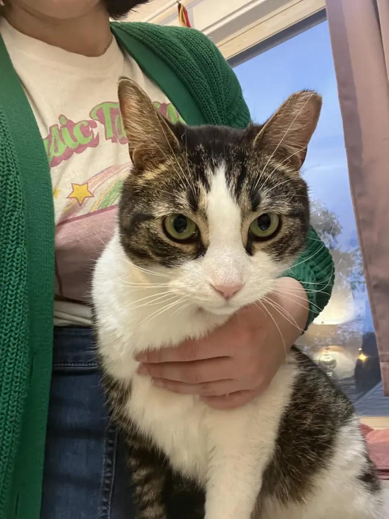 Enlarge Simon, a Adoptable Domestic Short Hair in Cleveland Heights, OH image 6/6