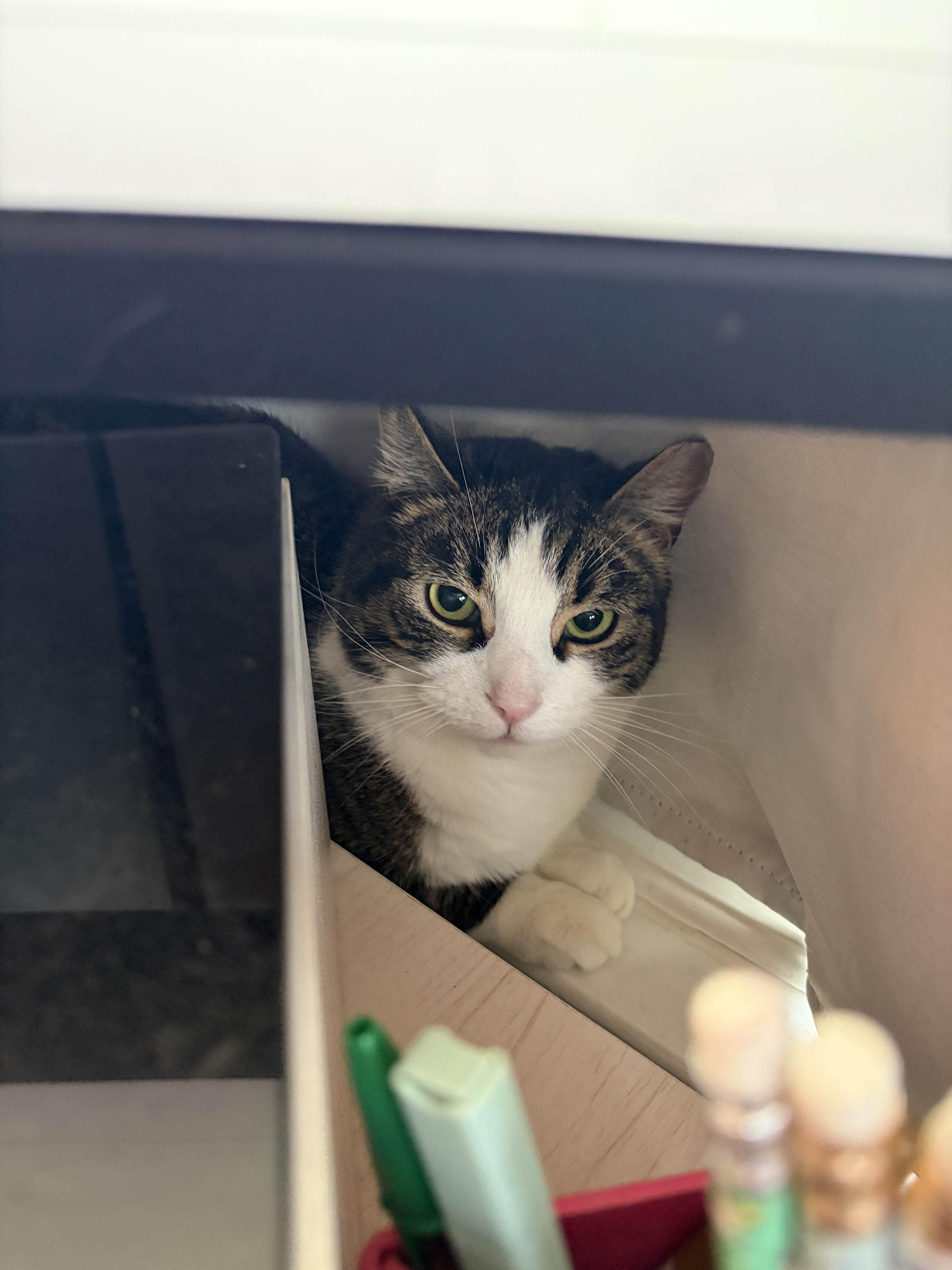 Enlarge Simon, a Adoptable Domestic Short Hair in Cleveland Heights, OH image 4/6