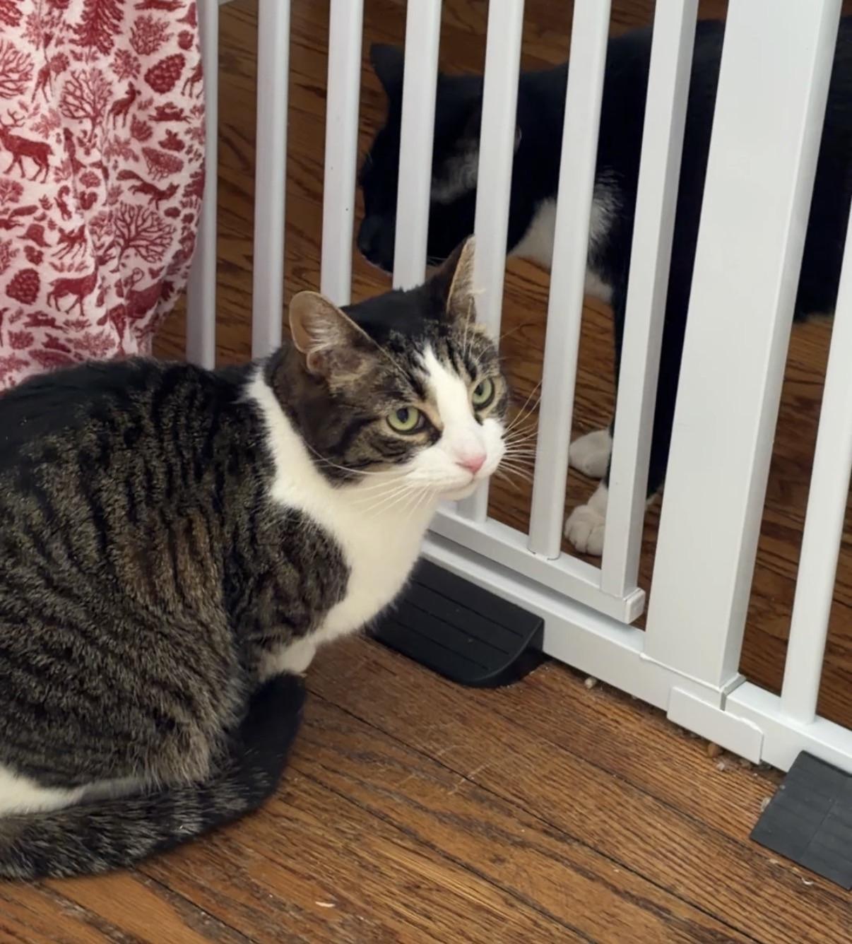 Enlarge Simon, a Adoptable Domestic Short Hair in Cleveland Heights, OH image 5/6