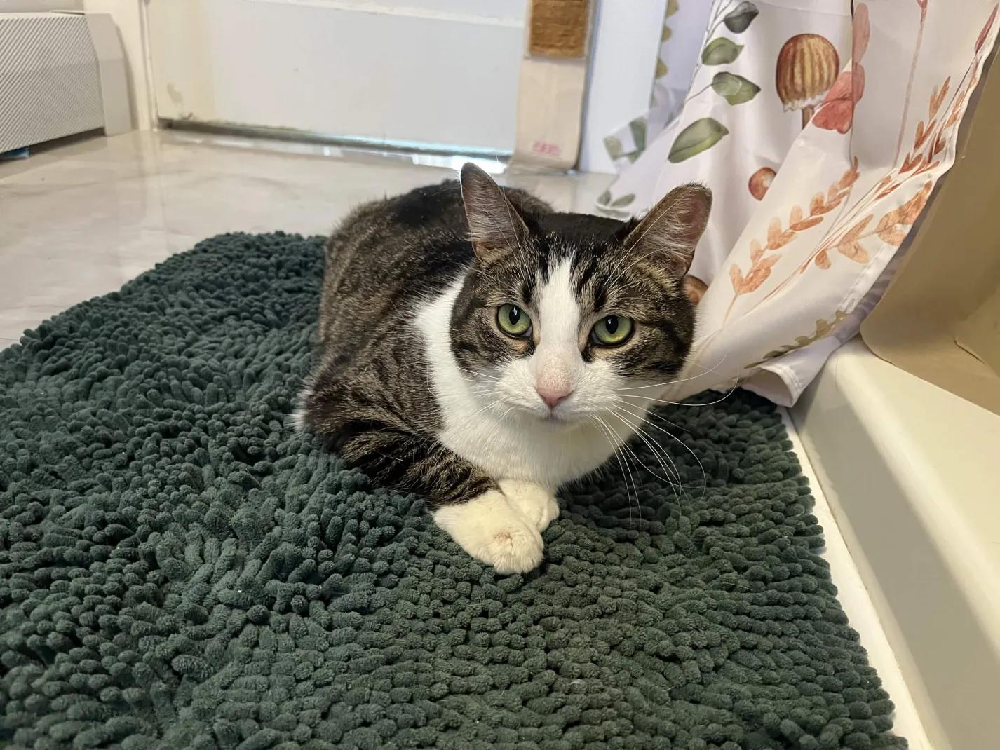 Simon, Adoptable, Adult Male Domestic Short Hair.