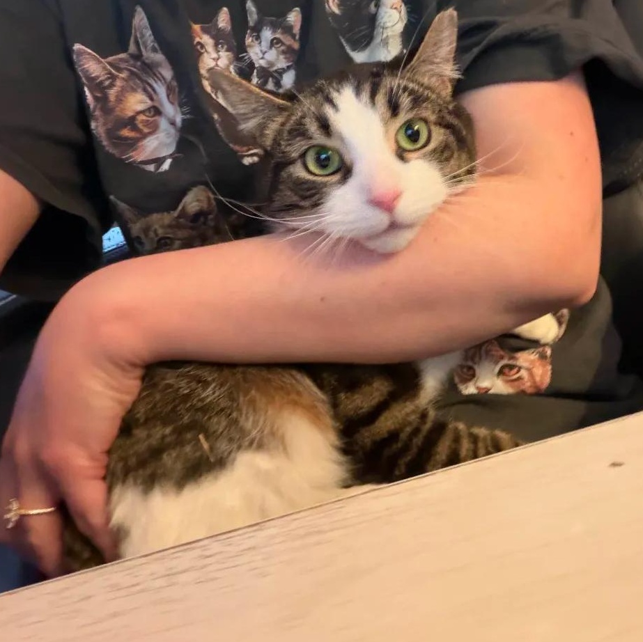 Simon, Adoptable, Adult Male Domestic Short Hair.