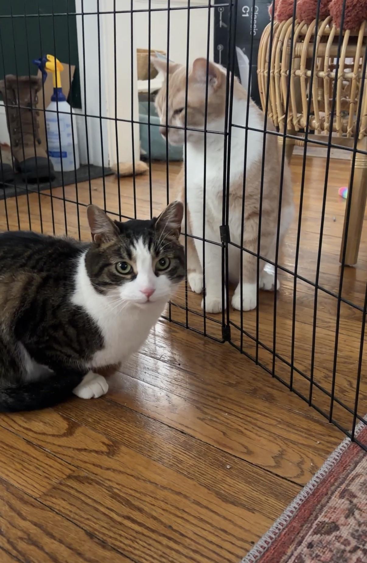 Enlarge Simon, a Adoptable Domestic Short Hair in Cleveland Heights, OH image 3/6