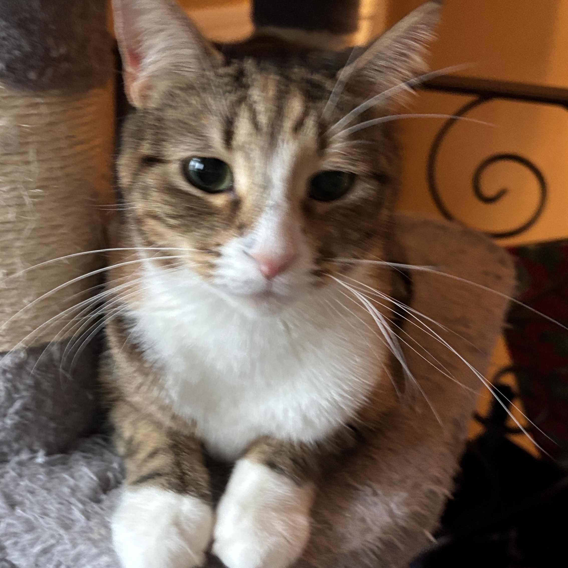 Enlarge Firecracker, a ADOPTABLE Torbie in Melrose, MA image 1/3