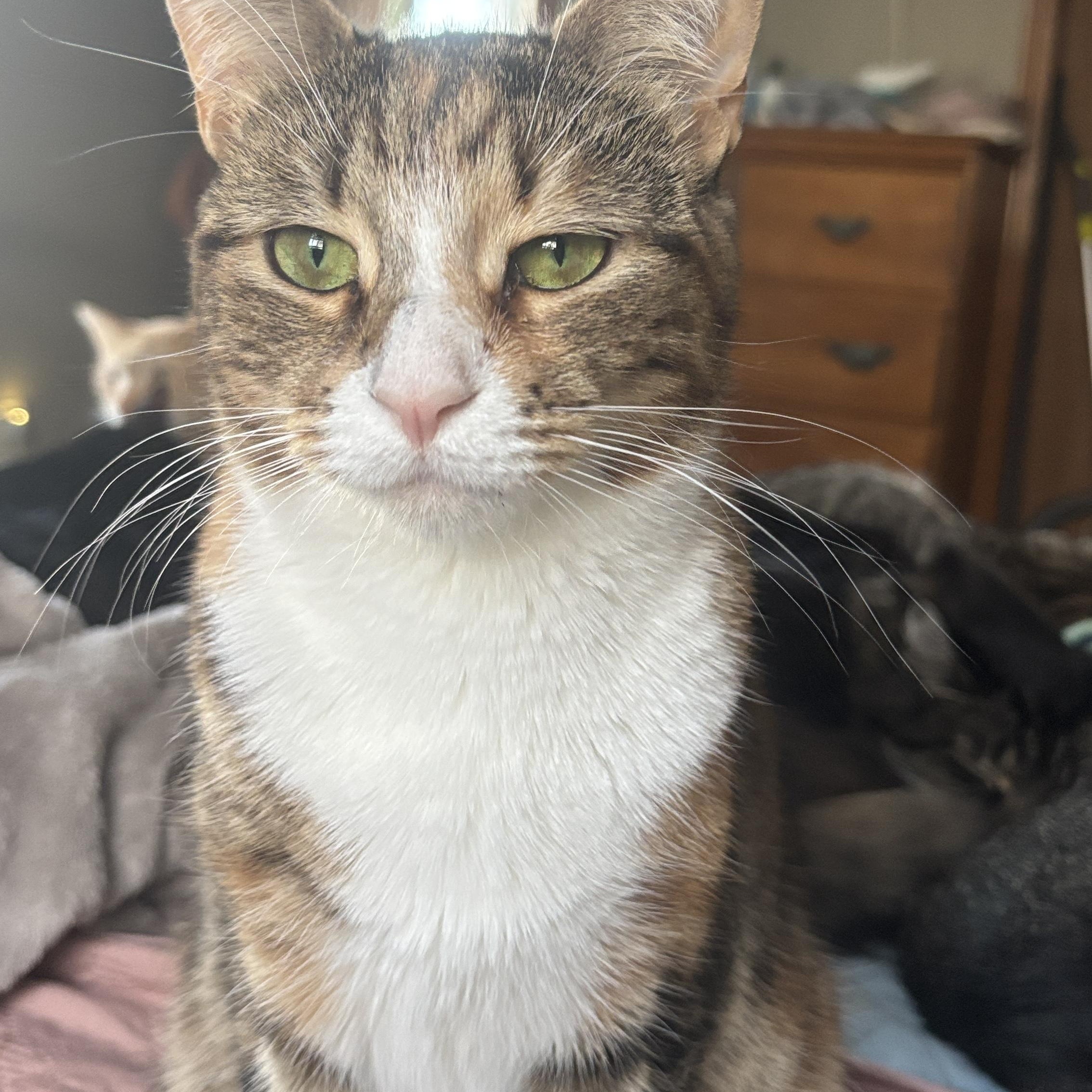 Enlarge Firecracker, a ADOPTABLE Torbie in Melrose, MA image 2/3