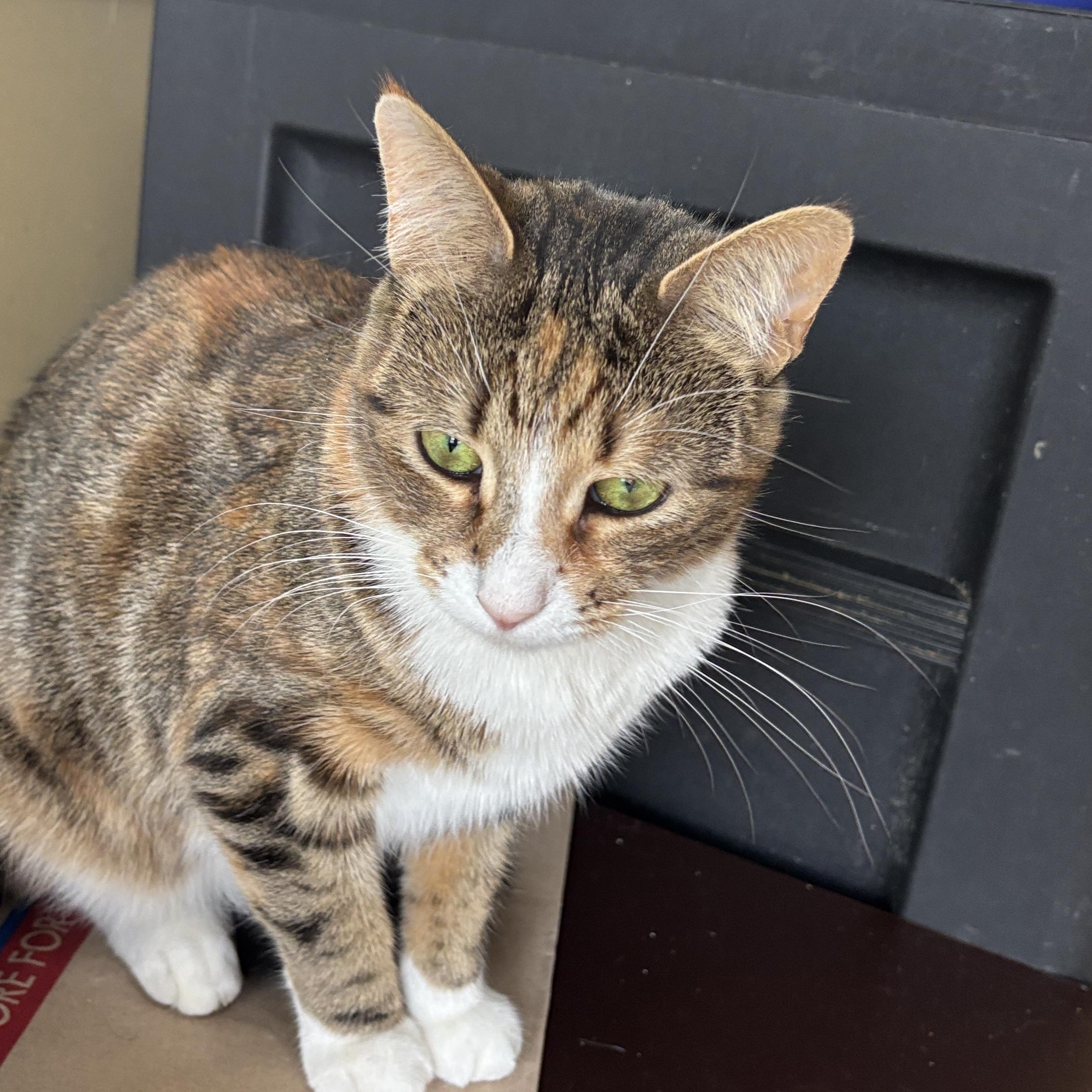 Enlarge Firecracker, a ADOPTABLE Torbie in Melrose, MA image 3/3