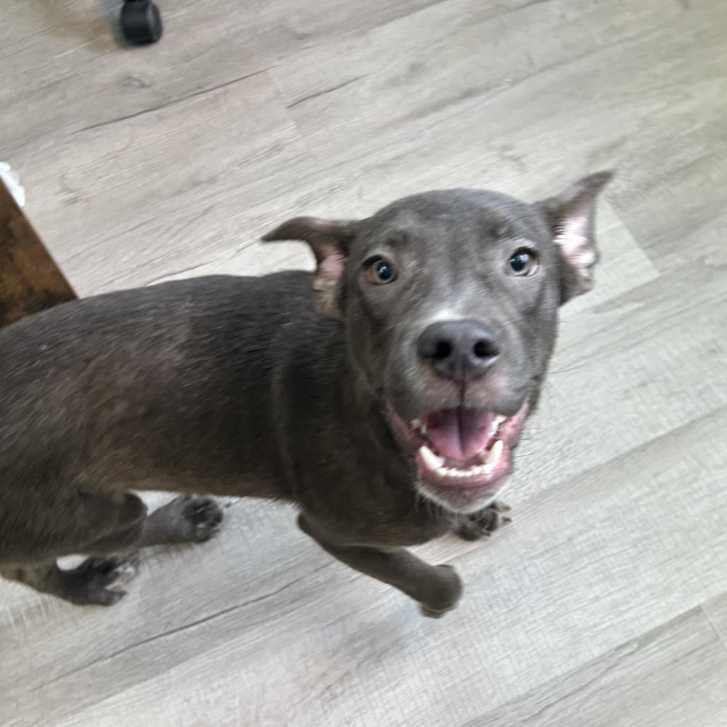 Ivan, Adoptable, Young Male Mixed Breed.