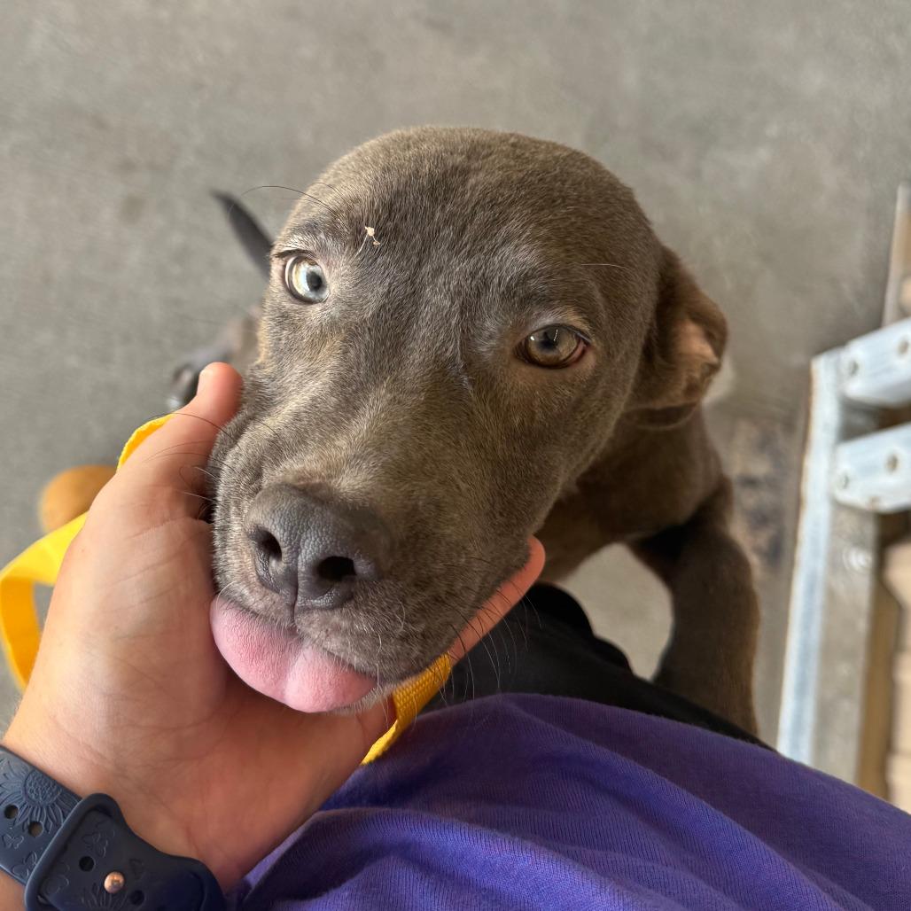 Enlarge Ivan, a Adoptable Mixed Breed in Emporia, KS image 2/5