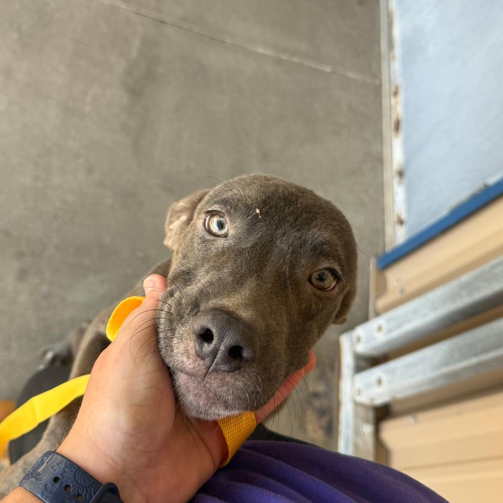 Enlarge Ivan, a Adoptable Mixed Breed in Emporia, KS image 3/5