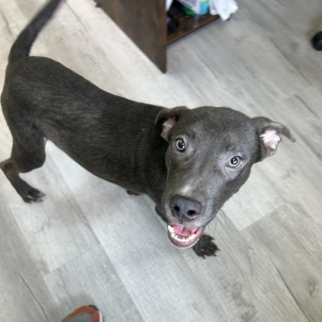 Enlarge Ivan, a Adoptable Mixed Breed in Emporia, KS image 4/5
